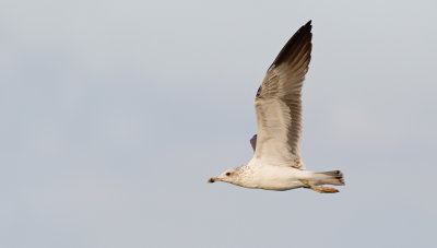 Lesser Black-backed Gull / Kleine mantelmeeuw