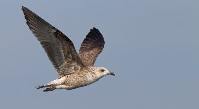 Lesser Black-backed Gull / Kleine mantelmeeuw