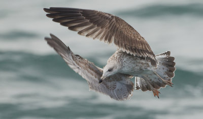Lesser Black-backed Gull / Kleine mantelmeeuw