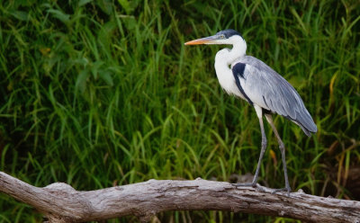 Cocoi Heron / Sokoireiger