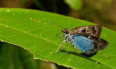Common blue-skipper / Quadrus cerialis