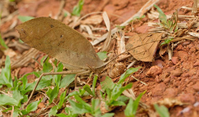 Pterochroza ocellata