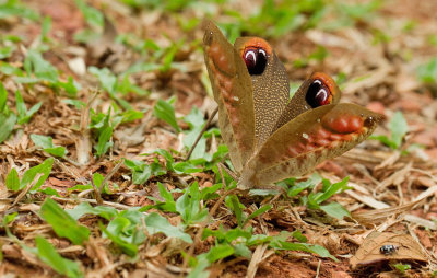 Pterochroza ocellata