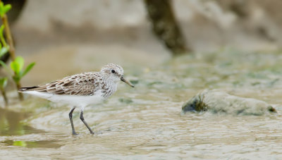 Semipalmated Sandpiper / Grijze strandloper 