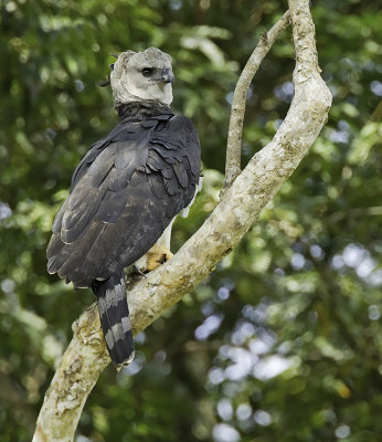 Harpy Eagle / Harpij