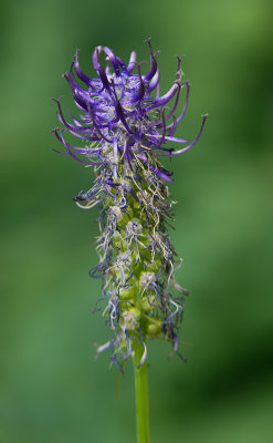 Phyteuma nigrum + Phyteuma spicatum / Zwartblauwe rapunzel + Witte rapunzel