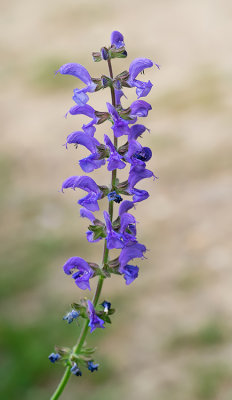 Salvia pratensis / Veldsalie