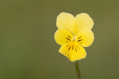 Mountain Pansy / Zinkviooltje