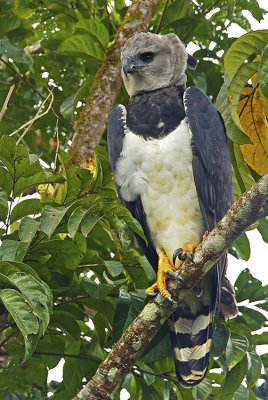 Harpy Eagle / Harpij