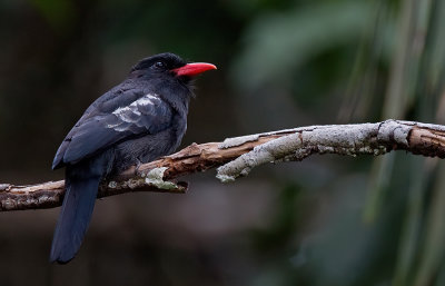 Black nunbird / Zwarte trappist