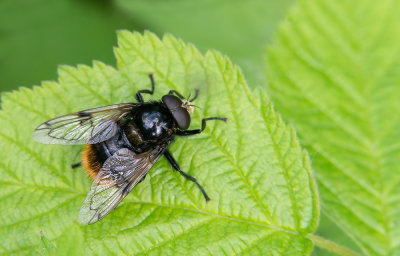 Volucella bombylans / Hommelzweefvlieg 