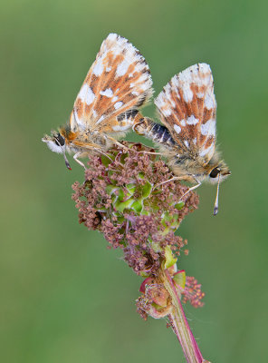 Red-underwing skipper / Kalkgraslanddikkopje