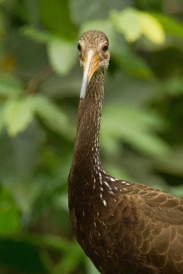 Limpkin / Koerlan (Subspecies: A. guarauna guarauna)