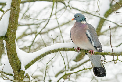 Woodpigeon / Houtduif