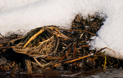 Jacksnipe / Bokje