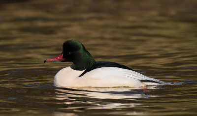 Common goosander / Grote zaagbek