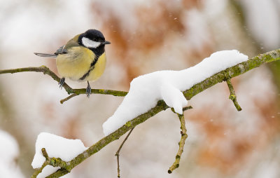 Great tit / Koolmees