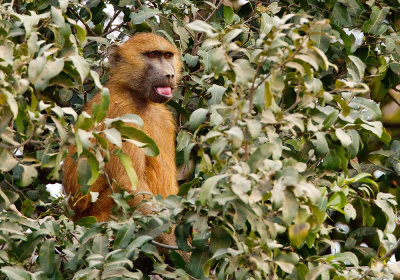 Guinea baboon / Bruine baviaan