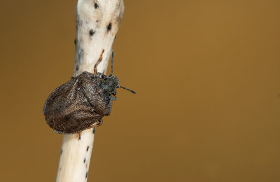 Podops inuncta / Haakjesschildwants