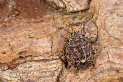 Holcogaster fibulata / Bonte dennenschildwants