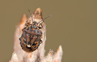Holcogaster fibulata / Bonte dennenschildwants