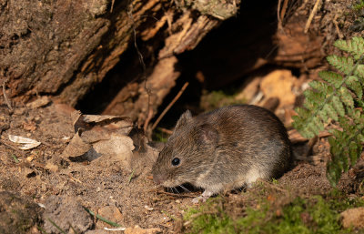 Bank vole / Rosse woelmuis