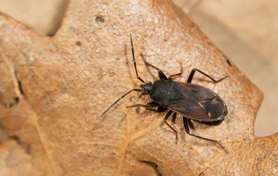 Eremocoris plebejus / Gewone heremietwants
