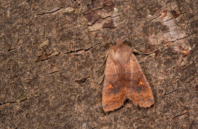 Eupsilia transversa / Wachtervlinder