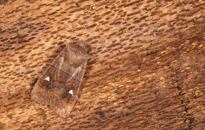 Eupsilia transversa / Wachtervlinder
