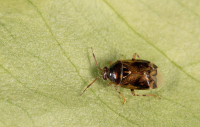 Deraeocoris lutescens / Loofboomhalsbandwants