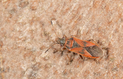 Arocatus longiceps / Plataanridderwants