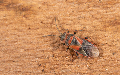 Arocatus melanocephalus / Iepenridderwants