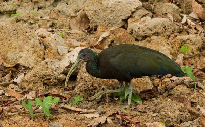 Green Ibis / Groene ibis