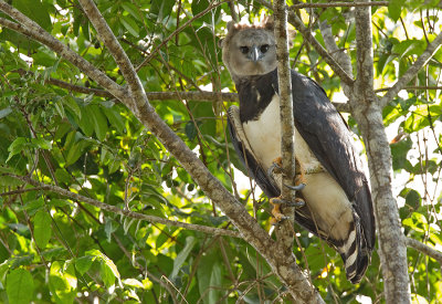 Harpy Eagle / Harpij