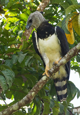 Harpy Eagle / Harpij