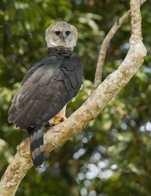 Harpy Eagle / Harpij