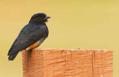 Swallow-winged puffbird / Zwaluwbaardkoekoek