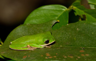 Northern Orange-legged Leaf Frog / Zuid-Amerikaanse makikikker