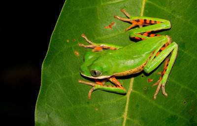 Northern Orange-legged Leaf Frog / Zuid-Amerikaanse makikikker