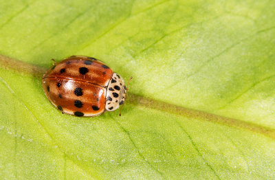 Harmonia quadripunctata / Harlekijnlieveheersbeestje