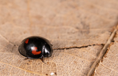 Exochomus quadripustulatus / Viervleklieveheersbeestje