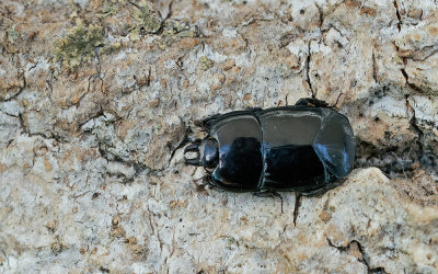 Hololepta plana