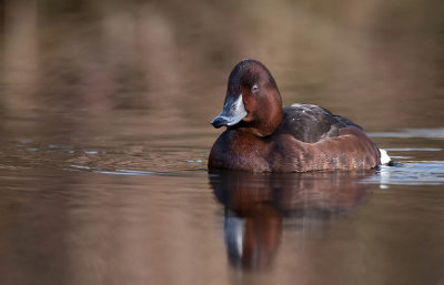 Ferruginous Duck / Witoogeend