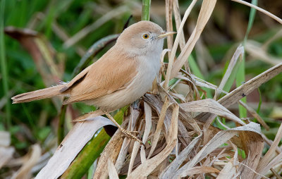 African desert warbler / Afrikaanse woestijngrasmus