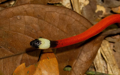 Pseudoboa coronata 