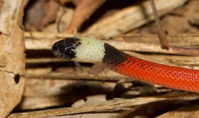 Pseudoboa coronata 