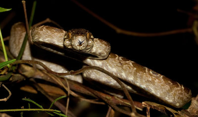Amazon Tree Boa / Slanke boomboa