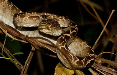 Amazon Tree Boa / Slanke boomboa