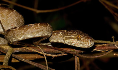 Amazon Tree Boa / Slanke boomboa