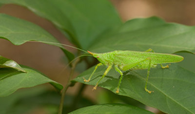 Copiphora longicauda